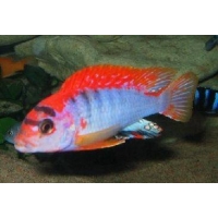 Labidochromis Hongi super red sweden 4-5cm